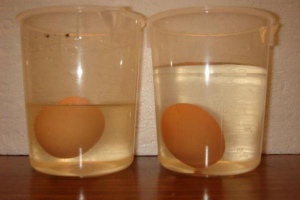 Свежие куриные яйца тонут в воде